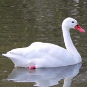 Coscoroba Swan