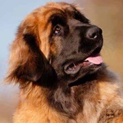 Leonberger