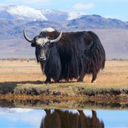 Domestic Yak