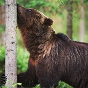 Brown Bear Watching Hide