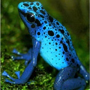 Blue Poison Dart Frog