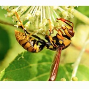 Japanese Oriental Wasp