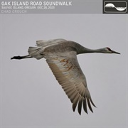 Chad Crouch - Oak Island Road Soundwalk