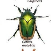 Scarab Beetles