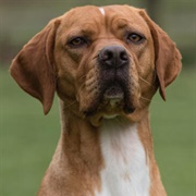 Portuguese Pointer