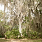 The &#39;Wise Old Men&#39; of El Gallineral Park