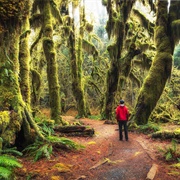 Hoh Rainforest, USA