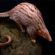 Pangolin