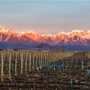 Mendoza