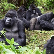 Bwindi Impenetrable Forest National Park, Uganda