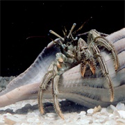 Striped Hermit Crab