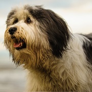 Polish Lowland Sheepdog