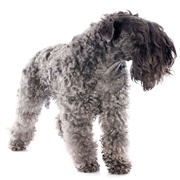 Kerry Blue Terrier