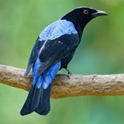 Asian Fairy-Bluebird