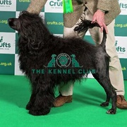 Portuguese Water Dog