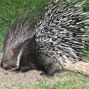 Indian Crested Porcupine