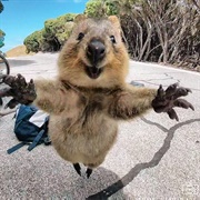 See a Quokka on Rottnest Island