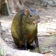 Azara&#39;s Agouti