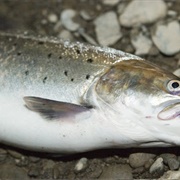 Sewin (Welsh Sea Trout)