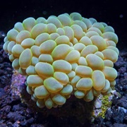 Bubble Coral