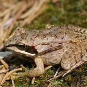 Listen to a Frog Chorus