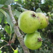 Crab Apples