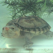 Giant Musk Turtle