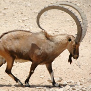 Ibex