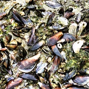 Charru Mussels (Panama)