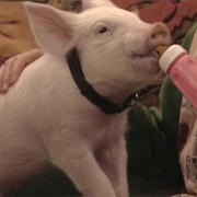 S3.E6: This Little Piggy