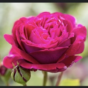 Pink Rose