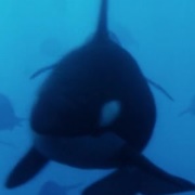 Orca