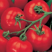 Alicante Tomato