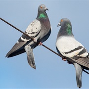 Rock Pigeon