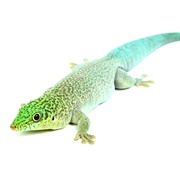 Standing&#39;s Day Gecko