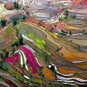 Honghe Hani Rice Terraces, China