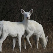 Seneca White Deer