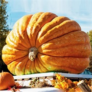 Giant Pumpkin