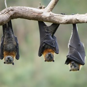 Chiroptophobia - The Fear of Bats