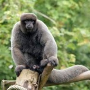 Common Woolly Monkey