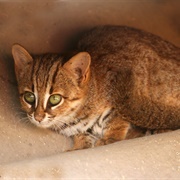 Rusty Spotted Cat