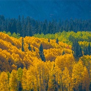 Aspen Trees in Gunnison