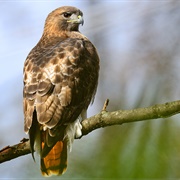 Red Tailed Hawk