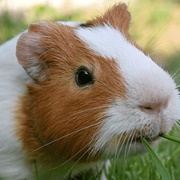 American Guinea Pig