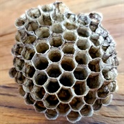 Wasp/Hornet Nest