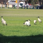 Bin Chicken Island