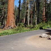 Sequoia National Park, California