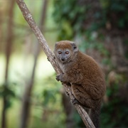 Alaotran Gentle Lemur