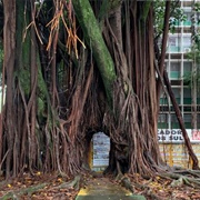 Árvore Dos Desejos (Wish Tree)