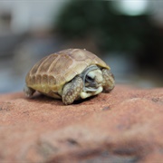 Karoo Dwarf Tortoise